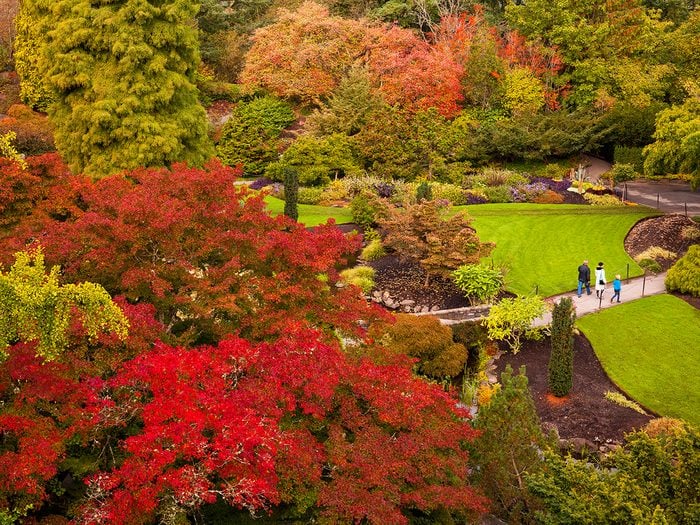 Fall leaves Canada - Queen Elizabeth Park, Vancouver