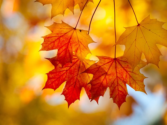 Fall leaves Canada - sugar maple leaf changing