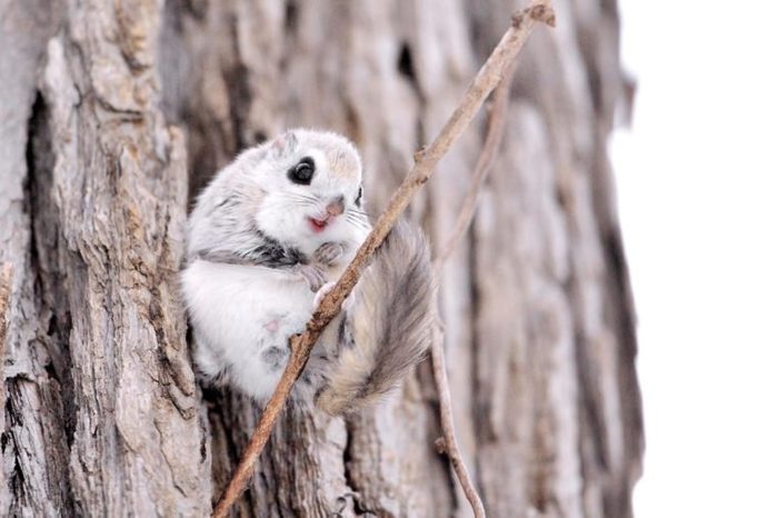 15 Cutest Animals You Didn't Know Existed | Reader's Digest
