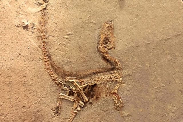 Fukui, Japan - February 22 2016, fossil of Sinosauropteryx the first dinosaur fossil ever found that showed evidence of having feathers, that is transitional between dinosaurs and modern birds