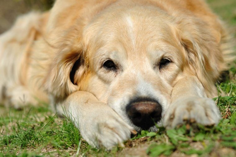 Portrait of the golden retriever in outdoor situation
