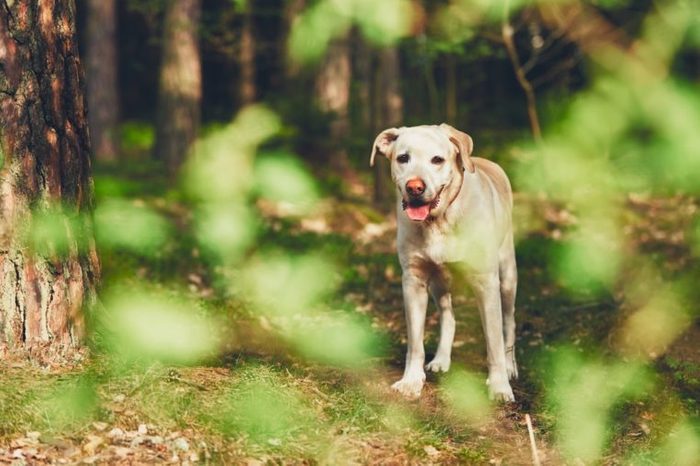 Yellow labrador retriever in forest during sunny summer day.