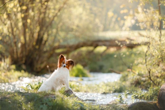  Dog papillon in the park on the river. Pet on the nature in the morning
