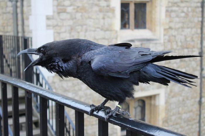 a raven at the Tower of London 