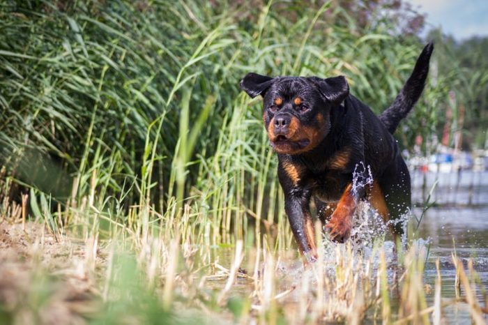 Rottweiler jump. Dog ran in the water.