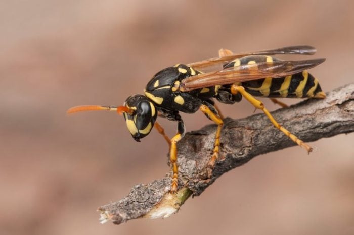Female of paper wasp