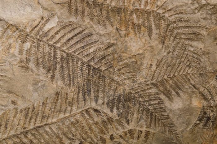 Petrified prehistorical ferns frond imprint on stone with plants branches and leaves 