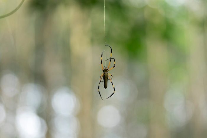Nephila Pilipes Spider are rare in Thailand. The body has a large human face.