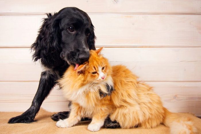 dog licks a cat, love, friendship, big and small