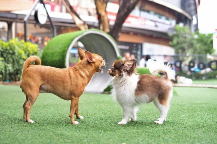 Two pure breed chihuahua dogs threatening to each other at the dog park