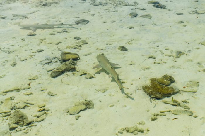 Two small reef shark swims in transparent water of Indian ocean. Reef shark in shallow water. Maldives