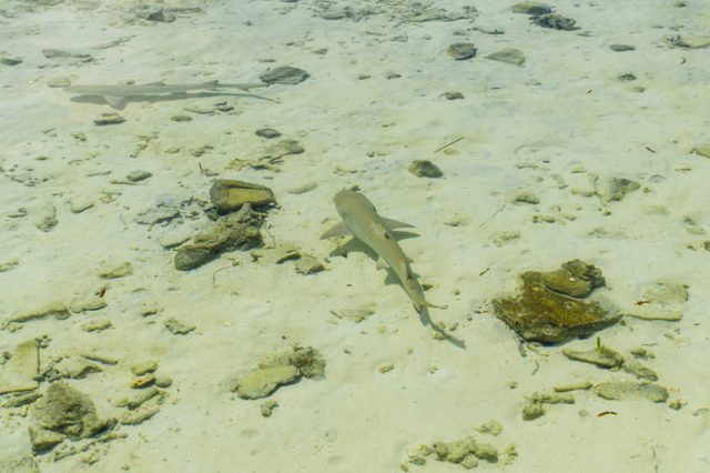 Two small reef shark swims in transparent water of Indian ocean. Reef shark in shallow water. Maldives