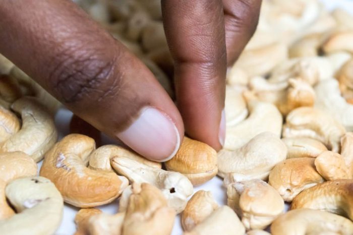 Picking Cashews with African American Dark Brown Skin hand on white background