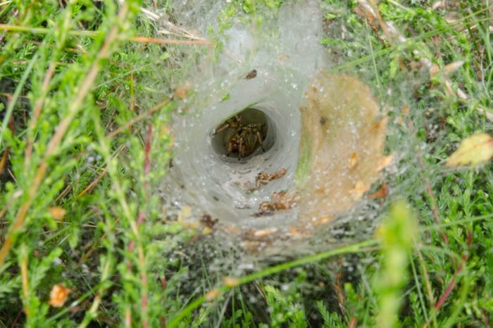 funnel weaving spider deep inside her tunnel, heather