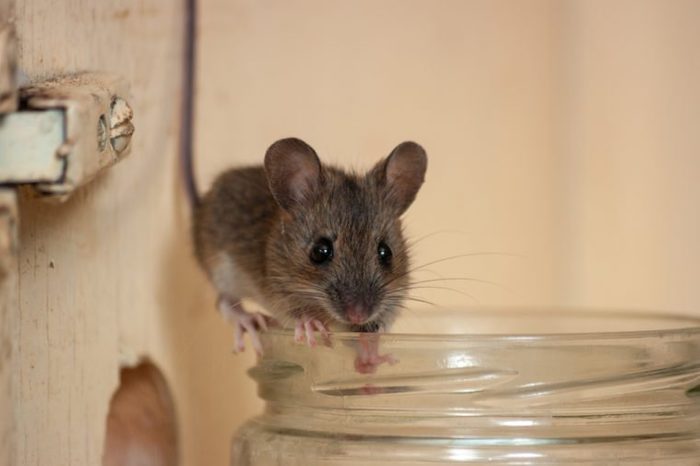 House mouse on the edge of a glass jar. Variation 2