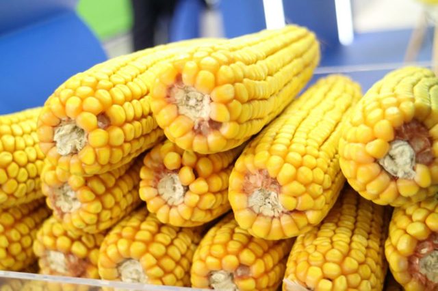 Image of corn cobs.