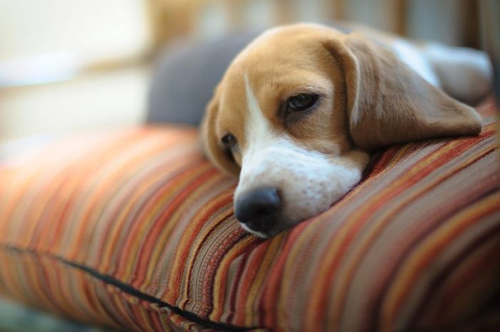 Young beagle sleep on pillow.