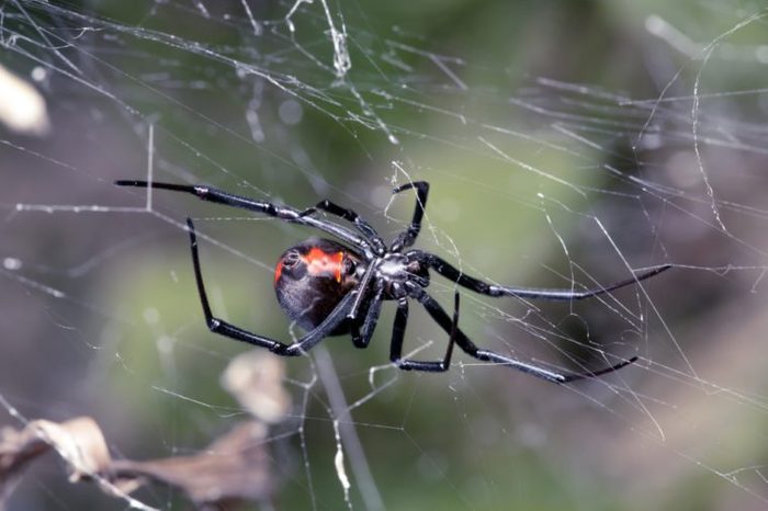 Spider, Australian Red-back, spider at rest on web with leaf litter