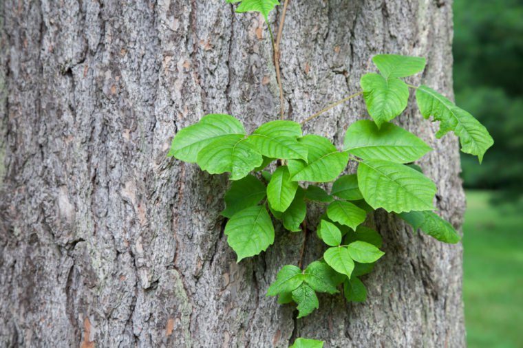 What Does Poison Ivy Look Like? How to Identify It | Reader's Digest