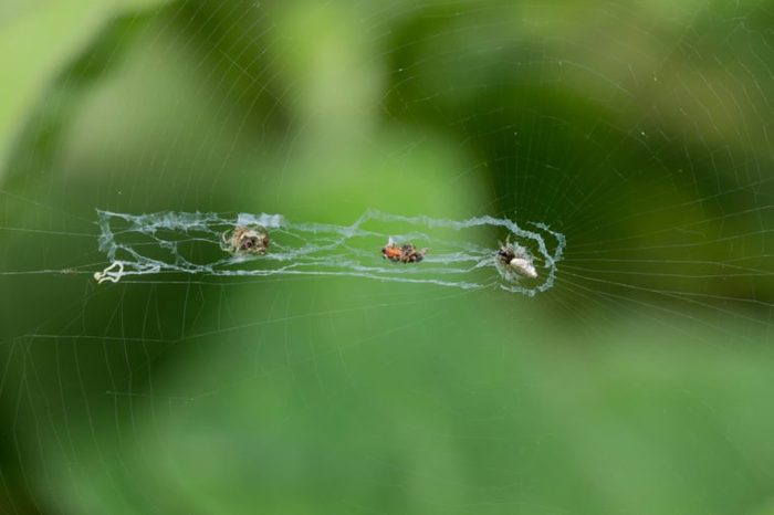 Web of Cyclosa Spider (Cyclosa sp.) 