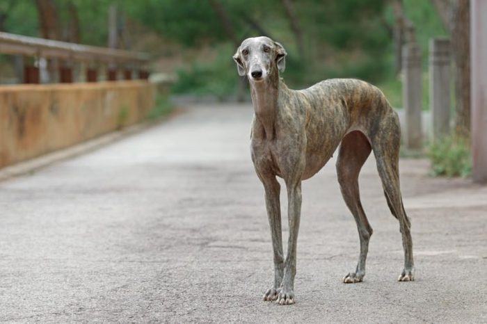 Portrait of an adult Spanish Greyhound dog