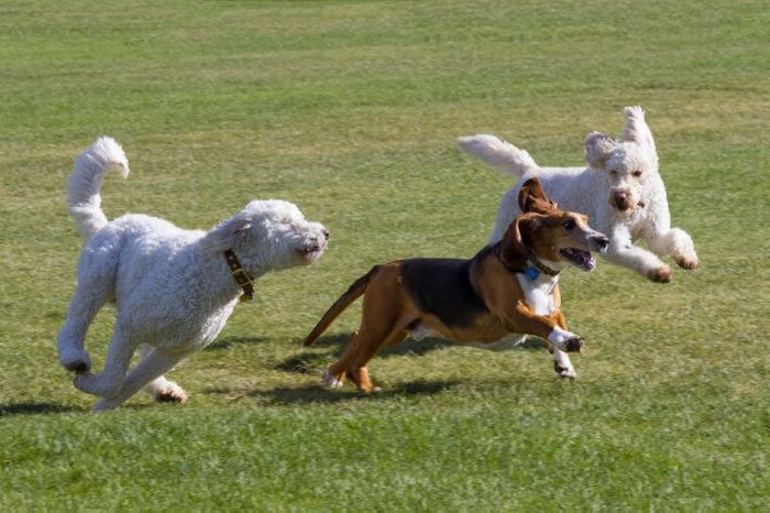 Dogs at play - basset hound and poodles have fun running in a Colorado off-leash dog park
