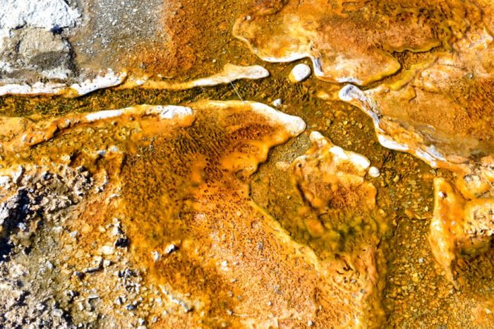 Colorful Bacteria mats of thermophilic microorganisms in the runoff of hot springs, Yellowstone National Park, Wyoming