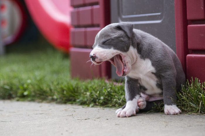 gray and white bit bull puppy yawning