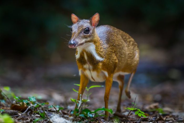Lesser mouse-deer (Tragulus kanchil) walking in real nature at Kengkracharn National Park,Thailand