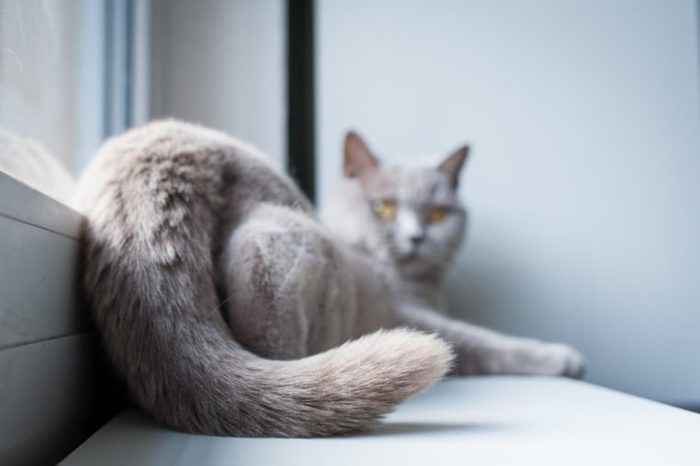 15 Signs You Cat Is Secretly Mad at You Reader's Digest