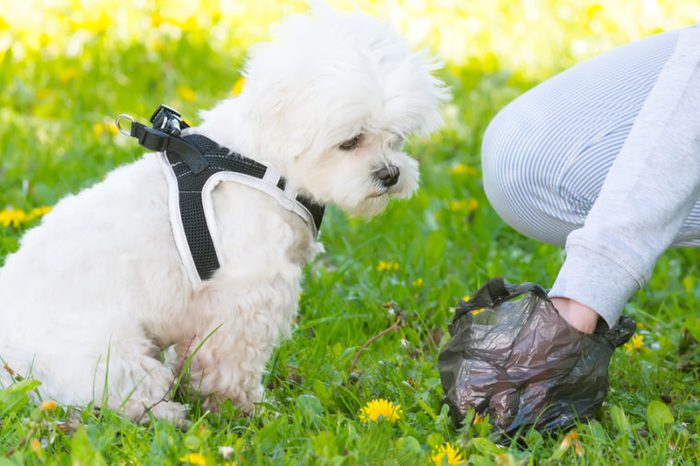 Owner cleaning up after the dog with plastic bag