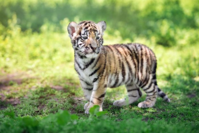 adorable siberian tiger cub standing outdoors
