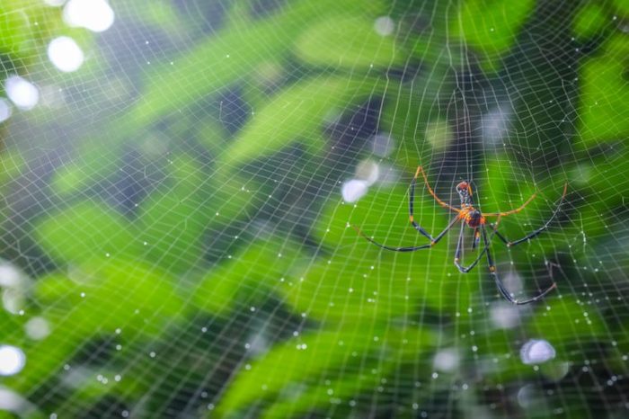 A female Golden SIlk Orb Weaving Spider waiting on her web at Chet Khot waterfall - Pong Kon Sao Nature Study Centre Soft focus 