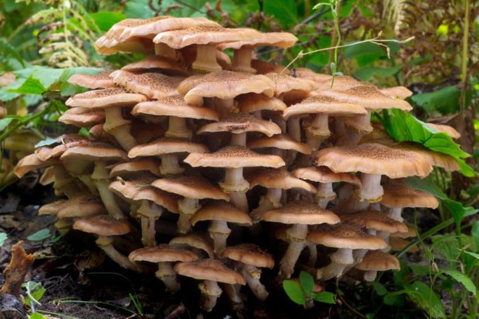 Large group of fully grown edible mushrooms from the Armillaria mellea complex (known as Honey Fungus) growing on a wood stump in autumn forest