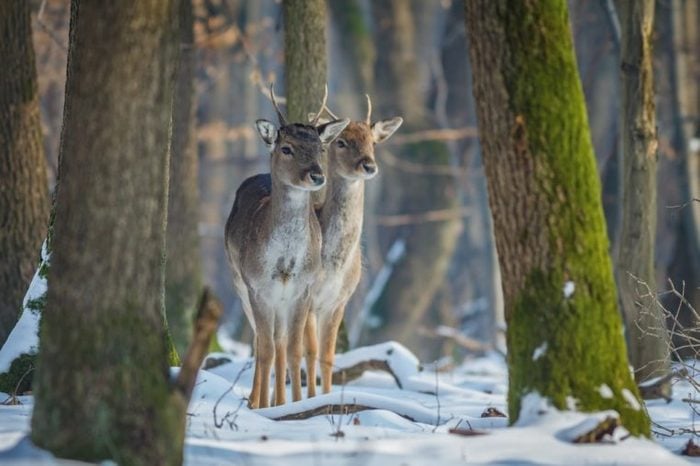Fallow Deer (Dama dama) in the nature habitat. Young deer in winter forest. Animals in the forest.