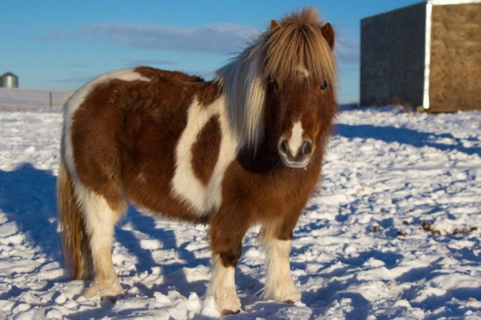 A miniature horse in a snowy pasture