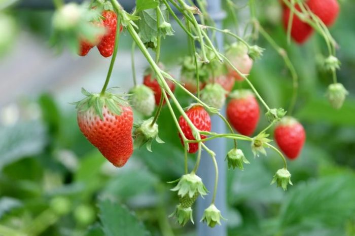 Strawberry in strawberry fields