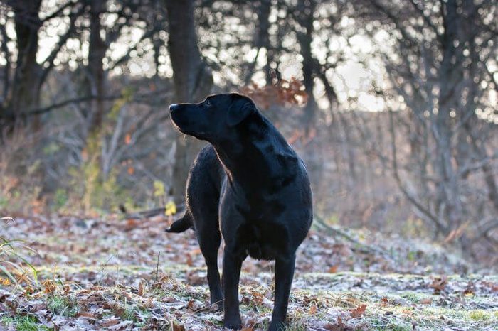 Labrador Retriever Sniffing the Air on Early Frosty Winters Morning