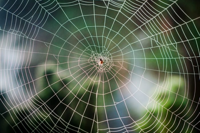 Spiral orb web in focus with spider in the center