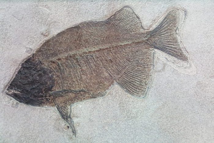 Fish fossil. The evolution of fish began about 530 million years ago during the Cambrian explosion.