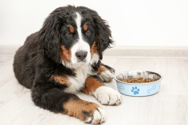Cute funny dog lying on floor near bowl with food at home