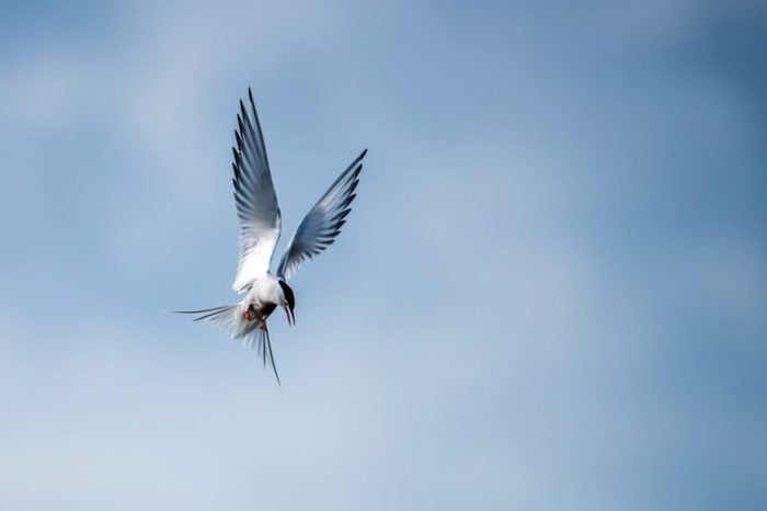 Arctic Tern (Sterna paradisaea) hovering over the water in search for fish, here just before the dive, with a cloudy blue background.
