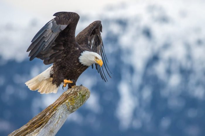 American bald eagle landing on tree snag against Alaska's Kenai region mountains
