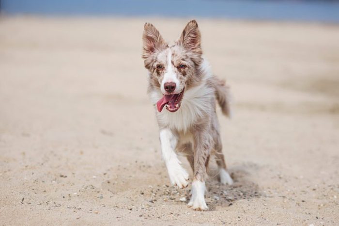 adorable Cute Border Collie Puppy on the beach.