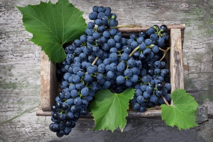 Big clusters of ripe blue grapes in a wooden box. Top view