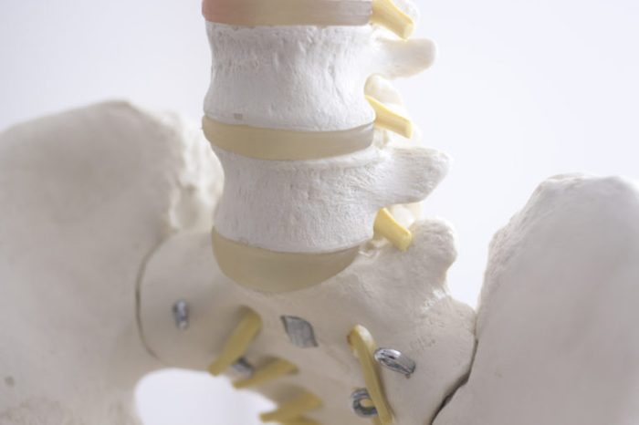 Human spine vertebra spinal column medical teaching model showing bones and cartilage.