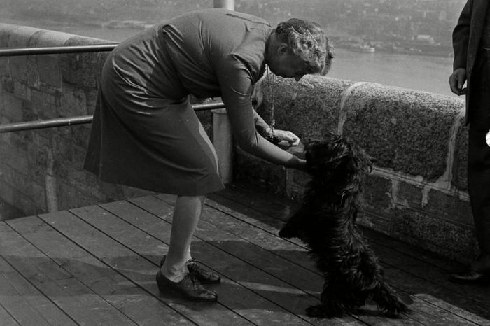 Fala, pet Scottie Terrier of President Roosevelt