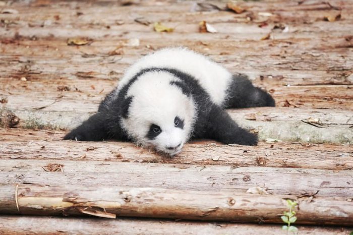 7 Panda Facts You Probably Didn't Know Until Now
