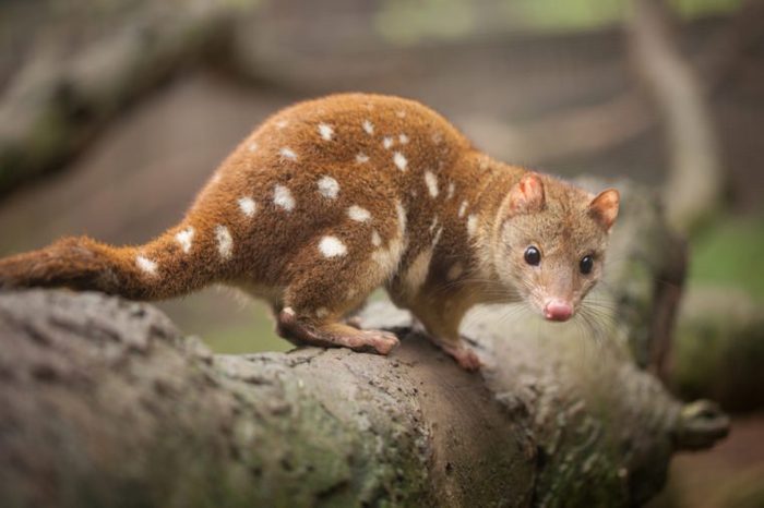 Close up view of a Quoll