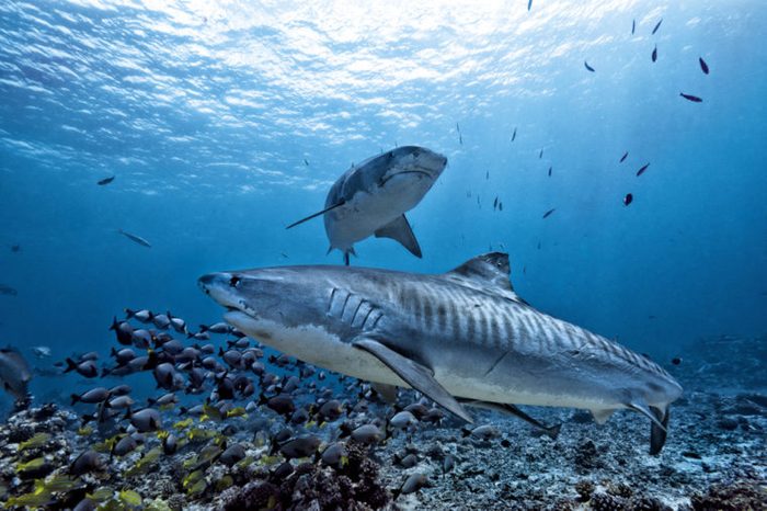 Tiger shark underwater 